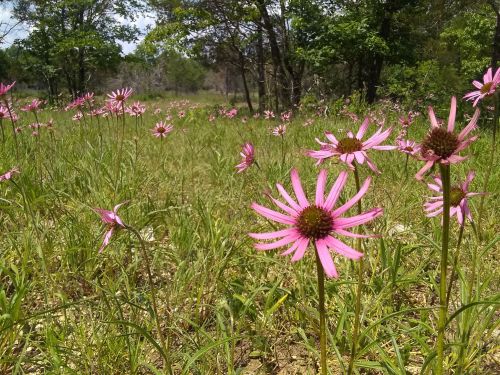 A field of pink flowers blooms amidst green grass and trees under a clear blue sky.