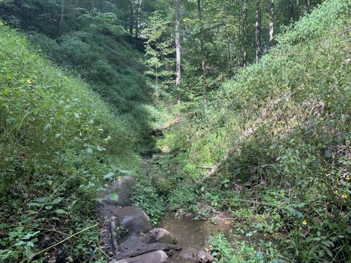 A serene forest scene with a small creek surrounded by lush greenery and trees.