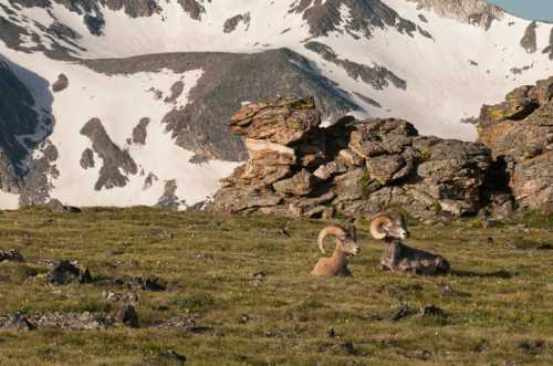 Two mountain goats resting on a grassy hillside, with snow-capped mountains in the background.