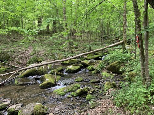 A serene forest scene with a stream, moss-covered rocks, and a fallen tree amidst lush green foliage.