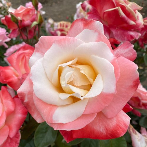 A close-up of a pink and white rose surrounded by other blooming roses in various shades.