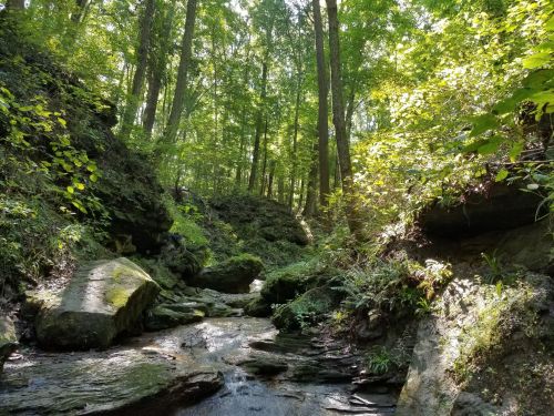 A serene forest scene with a winding stream surrounded by lush greenery and rocky terrain. Sunlight filters through the trees.
