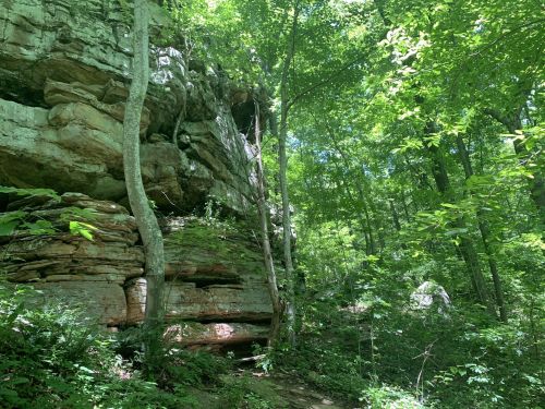 Lush green forest with towering rock formations and trees, sunlight filtering through the leaves.