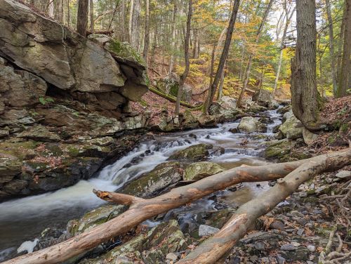 A serene forest scene with a flowing stream, rocky banks, and autumn foliage among tall trees.
