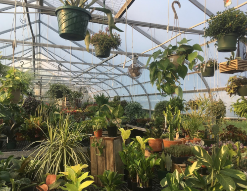 A vibrant greenhouse filled with various hanging and potted plants, showcasing lush greenery and natural light.