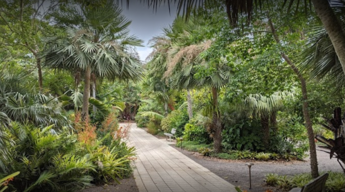 Lush green pathway winding through a tropical garden with palm trees and vibrant foliage on either side.