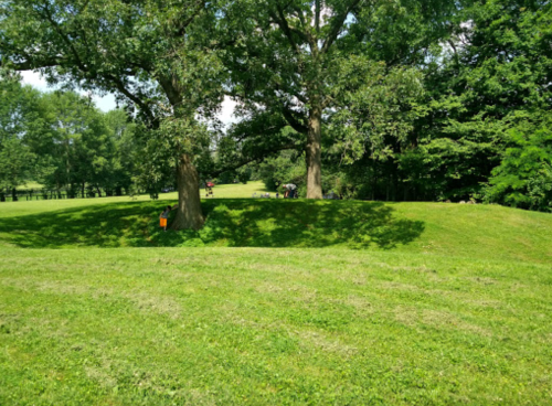 A lush green landscape with two large trees and a grassy hill, surrounded by dense foliage.