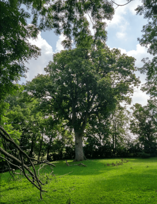 A large tree stands in a grassy field, surrounded by lush greenery and a partly cloudy sky.
