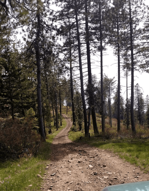 A dirt path winds through a forest of tall pine trees under a clear sky.
