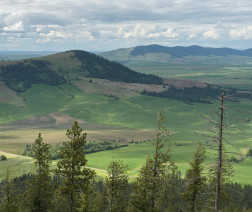 A scenic view of rolling green hills and distant mountains under a cloudy sky, framed by tall evergreen trees.