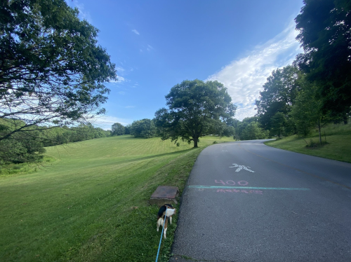 A dog on a leash walks along a paved path beside a grassy field and trees under a blue sky.