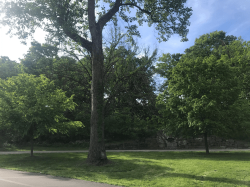 A sunny park scene featuring tall trees and lush green foliage against a clear blue sky.
