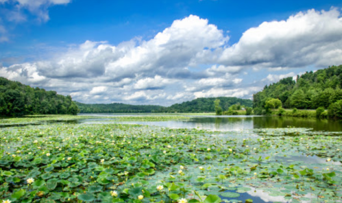 A serene lake covered with lily pads, surrounded by lush greenery and a bright blue sky with fluffy clouds.