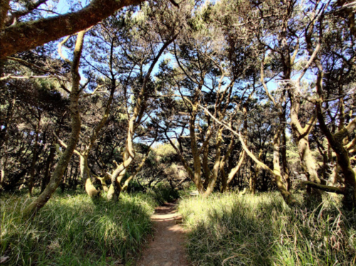 A winding path through a dense forest with twisted trees and lush green grass under a clear blue sky.