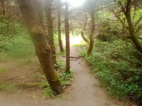 A narrow, winding path through a lush forest with trees and greenery, leading towards a bright light in the distance.