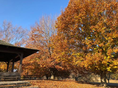A park scene with vibrant autumn trees and a wooden gazebo under a clear blue sky. Leaves are orange and yellow.