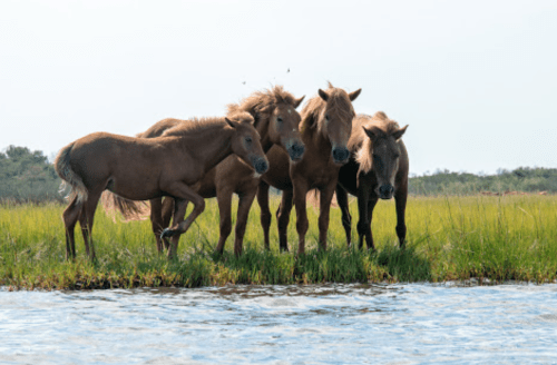 A group of five horses stands together near a grassy shoreline, with water in the foreground and trees in the background.