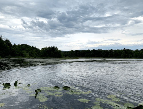 A serene lake scene with lily pads, surrounded by trees under a cloudy sky.