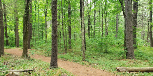 A serene forest scene with tall trees and a winding dirt path surrounded by lush green foliage.