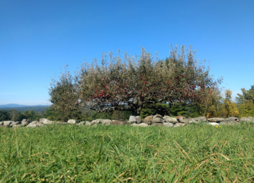 A large apple tree with red fruit stands against a clear blue sky, surrounded by green grass and stone wall.