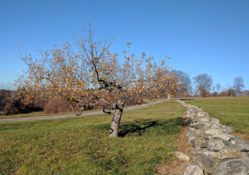 A solitary tree with yellow leaves stands beside a stone wall on a clear day, with a grassy field in the foreground.