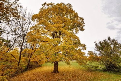 A large tree with vibrant yellow leaves stands in a field covered with fallen leaves, surrounded by sparse trees.