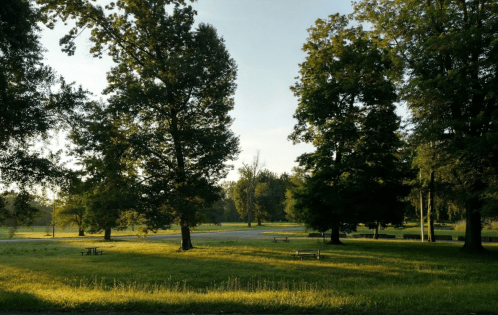 A serene park scene with tall trees and grassy areas, bathed in soft morning light. Picnic tables are visible in the background.