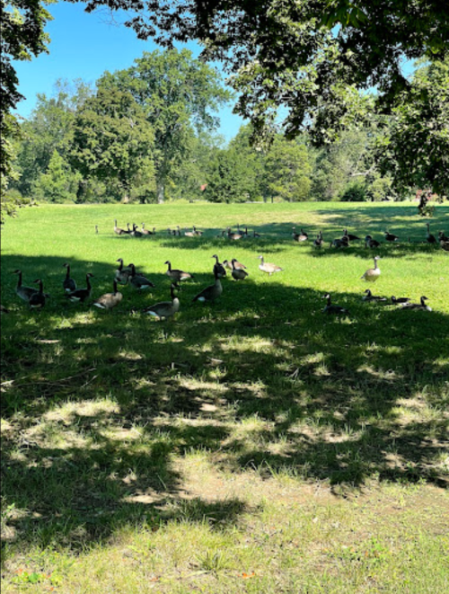 A grassy field with a flock of geese resting under the shade of trees on a sunny day.