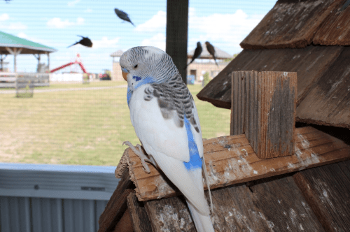 A budgerigar perched on a wooden structure, with a blurred background of birds and a grassy area.