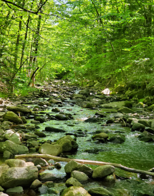 A serene stream flows through a lush green forest, surrounded by smooth stones and vibrant foliage.