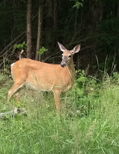 A deer stands in a grassy area, surrounded by trees and foliage, looking curiously at the viewer.