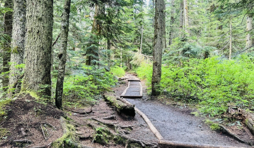 A forest trail surrounded by tall trees and lush greenery, with wooden planks guiding the path.