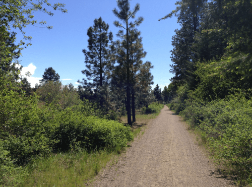A gravel path winds through a lush green forest under a clear blue sky. Tall trees line the sides of the trail.