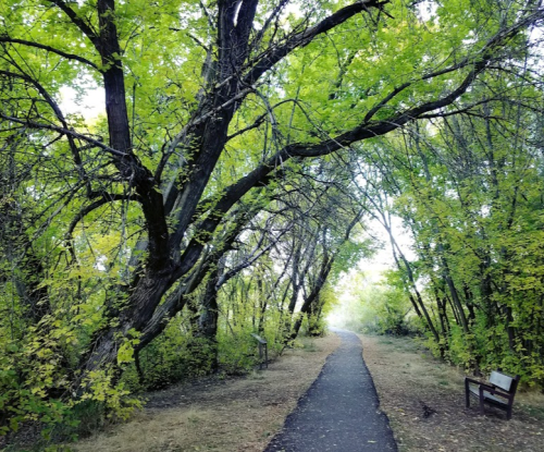 A serene path through a lush, green forest with trees arching overhead and a bench along the trail.