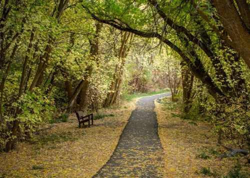 A serene path through a lush, green forest with a bench beside it, surrounded by fallen leaves.