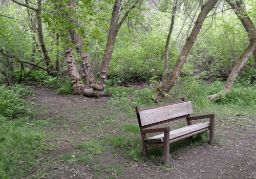A wooden bench in a lush green forest, surrounded by trees and foliage.