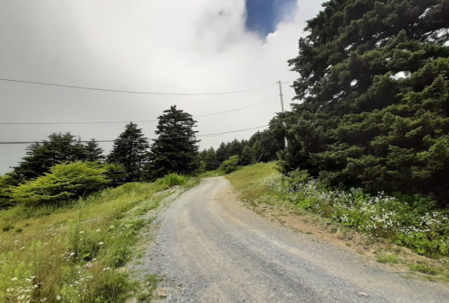 A winding gravel road surrounded by lush greenery and tall trees under a cloudy sky.
