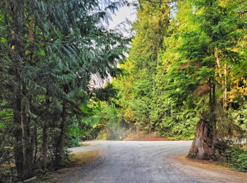 A gravel road curves through a lush green forest, surrounded by tall trees and dappled sunlight.
