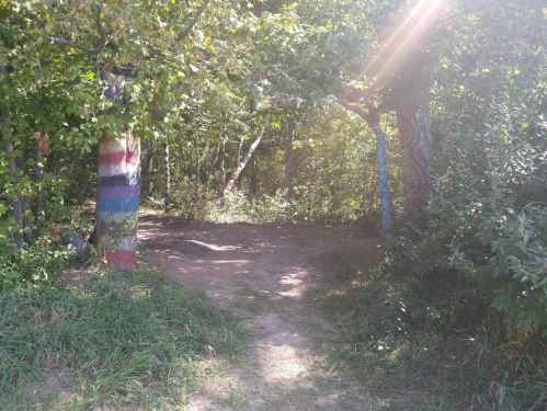 A sunlit path through a green forest, with colorful painted trees on either side.