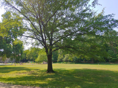 A large tree stands in a grassy area, surrounded by lush greenery and a clear blue sky.