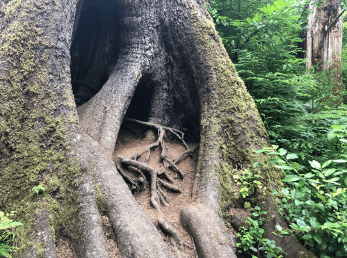 A large tree with a hollow trunk and exposed roots, surrounded by lush green foliage in a forest.