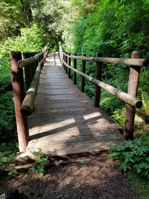 A wooden bridge surrounded by lush greenery, leading into a dense forest. Sunlight filters through the trees.