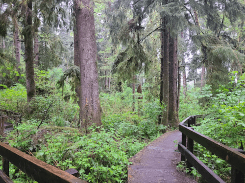 A serene forest path winding through tall trees and lush greenery, inviting exploration in a tranquil setting.