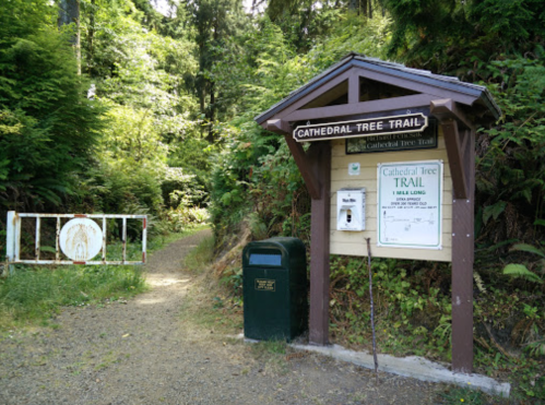 Sign for Cathedral Tree Trail with a path leading into a forested area, featuring a trash can nearby.