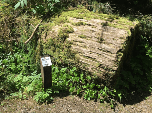 A large, moss-covered log beside a sign that reads "This log is 165 years." Surrounded by greenery.