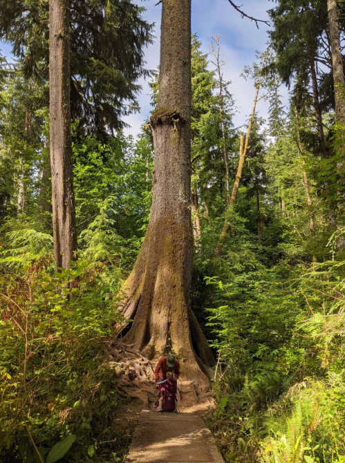 A person walks along a path beside a towering tree in a lush, green forest. Sunlight filters through the leaves.