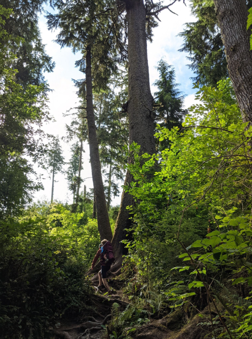 A hiker stands among tall trees in a lush green forest, with sunlight filtering through the leaves.