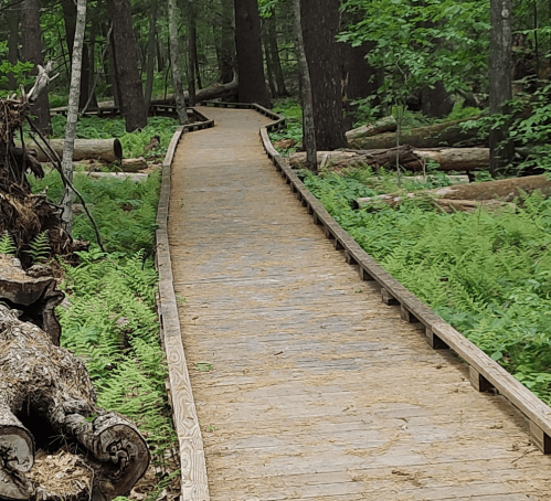 A wooden boardwalk winding through a lush green forest with ferns and fallen logs.