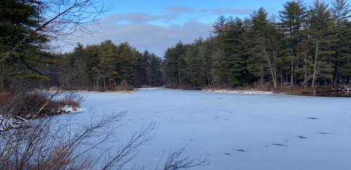 A serene winter scene of a frozen pond surrounded by evergreen trees under a partly cloudy sky.