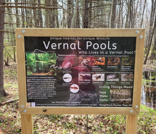 Sign about vernal pools, detailing their unique habitat, wildlife, and conservation needs in a forested area.